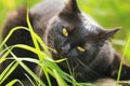 Black bombay cat with yellow eyes eat grass outdoor in nature Royalty Free Stock Photo