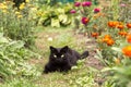 Black bombay cat with yellow eyes lie outdoors in nature in garden with flowers