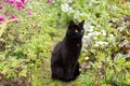 Black bombay cat with yellow eyes sit outdoors in nature in spring summer garden with flowers Royalty Free Stock Photo