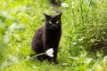 Black bombay cat with yellow eyes sit outdoors in nature in spring summer garden with flowers Royalty Free Stock Photo