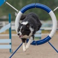 Black Border Collie jumping throug agility ring during the training or competition Royalty Free Stock Photo