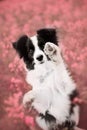 Black Border Collie at purple flower field Royalty Free Stock Photo