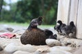 A black and borwn colored chicken sitting on the ground and surrounded by her black colored chicks Royalty Free Stock Photo