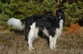 Black borzoi dog