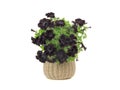 Black bouquet of flowers surfinia in a pot isolated on a white background