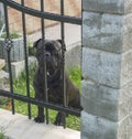 black boxer dog watchdog standing in the garden behind iron fence bars, guarding the house Royalty Free Stock Photo