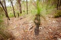 Black Boy Grass Tree Xanthorrhoea Royalty Free Stock Photo