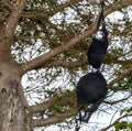 Black Bra In A Tree