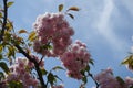 Black branch of sakura with double pink flowers against blue sky Royalty Free Stock Photo