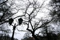 Black branches of bare trees and old lantern. Mysterious picture of winter park