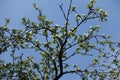 Black branches of blossoming apple against blue sky in April Royalty Free Stock Photo