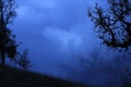 Black branches in blue fog. Royalty Free Stock Photo