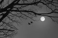 Black and white image of full moon and bared branches in winter Royalty Free Stock Photo