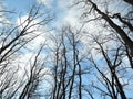 Black branches without leaves on the blue sky with fluffy white clouds. Bare branch on spring sky background with beautiful cloud Royalty Free Stock Photo