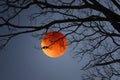 Black branches with little birds on red wolf moon in blue sky Royalty Free Stock Photo