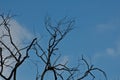 Black branches of lonely tree under winter blue sky Royalty Free Stock Photo