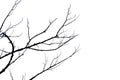 Black branches silhouettes isolated on white background useful for digital artwork design or making brushes Royalty Free Stock Photo
