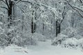 Black branches and white snow black and white winter forest