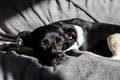 Black Brazilian terrier dog sleeping quietly at sunset with the rays of the sun beating on his face on the sofa