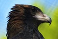 Black breasted buzzard closeup