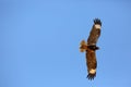 Black-breasted Buzzard