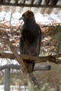 the black breasted buzzard is perched on a branch Royalty Free Stock Photo