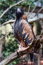 The black breasted buzzard is predator in  australia Royalty Free Stock Photo