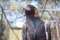 The black breasted buzzard is predator in  australia Royalty Free Stock Photo