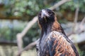 The black breasted buzzard is predator in  australia Royalty Free Stock Photo