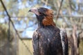 The black breasted buzzard is predator in nature at australia Royalty Free Stock Photo