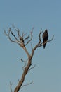 Black-breasted buzzard sitting on a tree branch in the outback of Australia Royalty Free Stock Photo