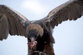 This is a black breated buzzard feeding Royalty Free Stock Photo