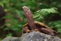 Black-breasted leaf turtle Royalty Free Stock Photo