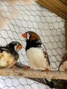 Black-Breasted Male Zebra Finch Royalty Free Stock Photo