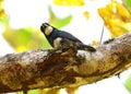 Black-breasted Puffbird Notharchus pectoralis