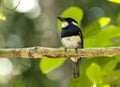 Black-breasted Puffbird Notharchus pectoralis Panama Royalty Free Stock Photo