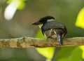Black-breasted Puffbird Notharchus pectoralis Panama