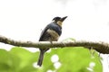 Black-breasted Puffbird Notharchus pectoralis on a tree branch