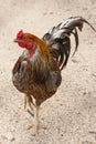 Black Breasted Red Cubalaya Rooster