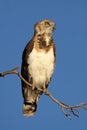 Black-breasted snake eagle