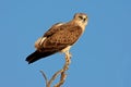 Black-breasted snake eagle