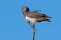 Black-breasted snake eagle