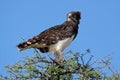 Black-breasted snake eagle Royalty Free Stock Photo