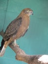 Black breasted snake eagle(Circaetus gallicus)on tree branch. Royalty Free Stock Photo