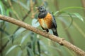 Black-breasted thrush