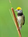 Black-breasted weaver