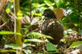 Black-breasted Wood-quail