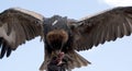 This is a black breated buzzard feeding Royalty Free Stock Photo