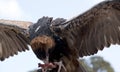 This is a black breated buzzard feeding Royalty Free Stock Photo
