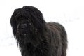 Black Briard Dog Royalty Free Stock Photo